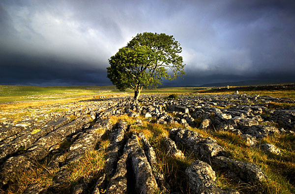 Sun Stones & Tree